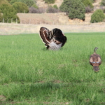 5 Decoy Tips For Late Season Turkeys
