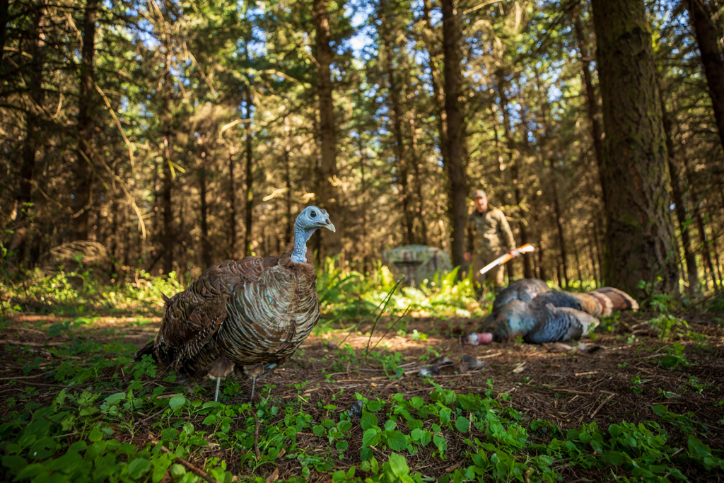 How To Fill Your Turkey Tags In The First Week Of Season
