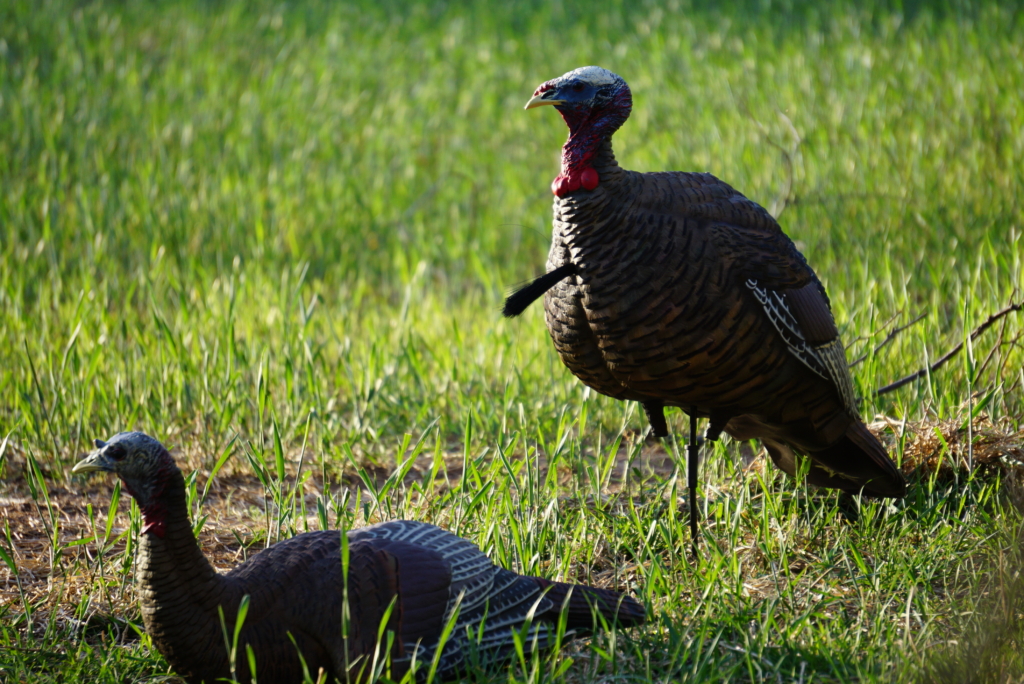 5 Decoy Tips For Late Season Turkeys
