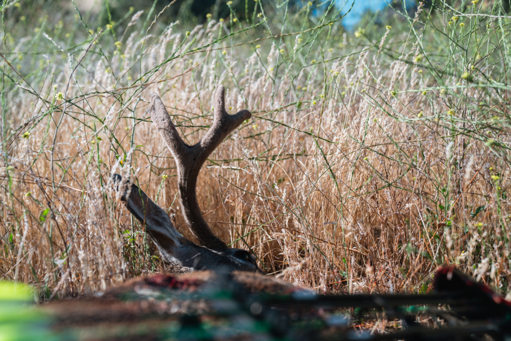 Heavy Arrows Aren't The Best For Bowhunting