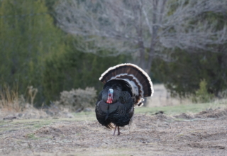 Mount Up For Buzzer Beater Gobblers