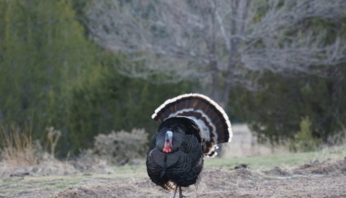 Mount Up For Buzzer Beater Gobblers