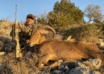 Aoudad In The Lone Star State