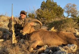Aoudad In The Lone Star State