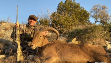 Aoudad In The Lone Star State