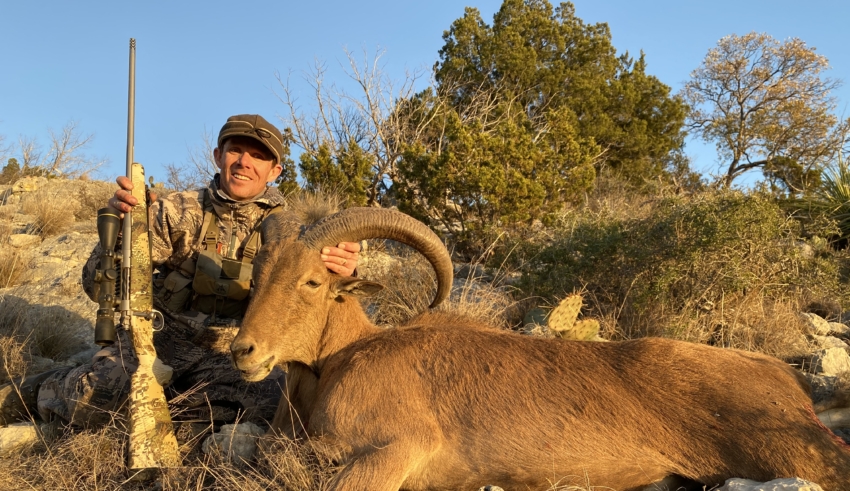 Aoudad In The Lone Star State