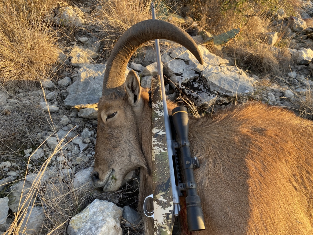 Aoudad In The Lone Star State
