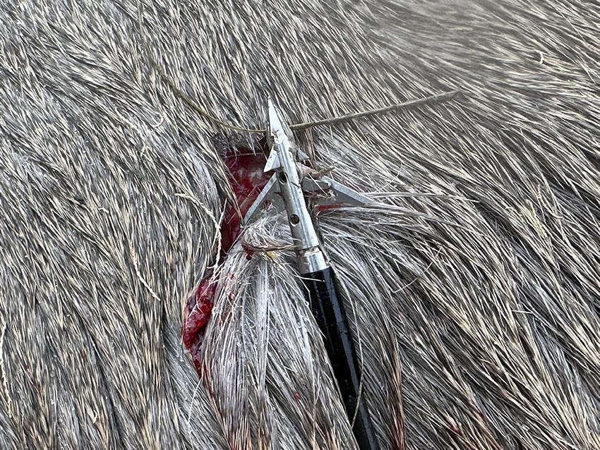 Tested True: Sevr's All New 4 Blade Hybrid Broadheads
