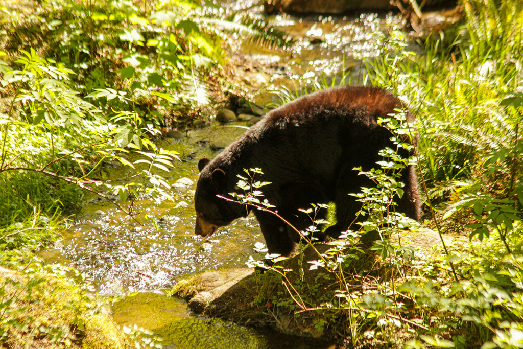 The Best Gear For Spring Bear Hunting