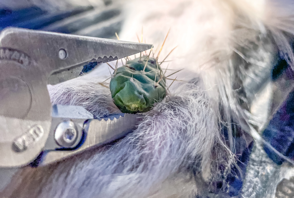 Gear Up For Summer Dog Training