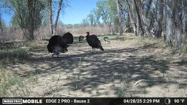 Tested True: Moultrie Edge Pro 2 Cellular Trail Camera