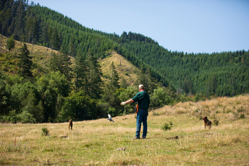 Training Tips For The Dog Days Of Summer