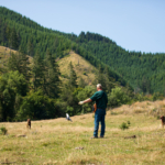 Training Tips For The Dog Days Of Summer