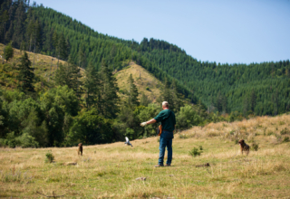 Training Tips For The Dog Days Of Summer