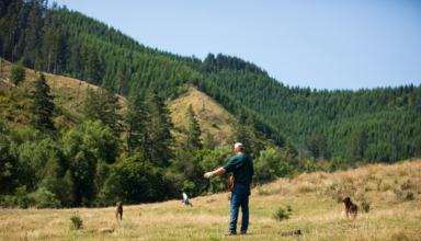Training Tips For The Dog Days Of Summer