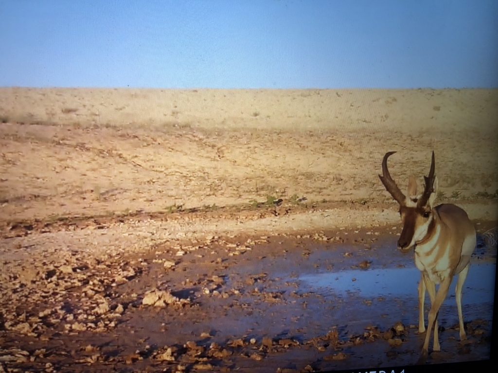 Find Pronghorn Water Holes & Inspect Them