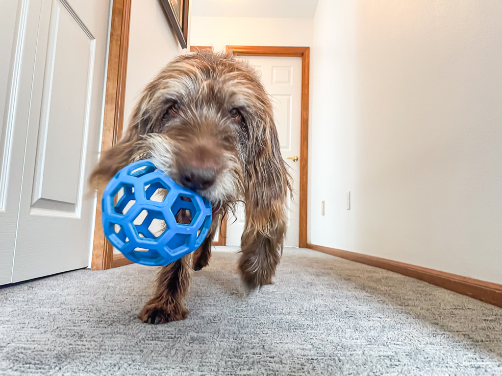 Training Tips For The Dog Days Of Summer