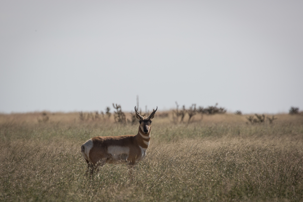 Find Pronghorn Water Holes & Inspect Them