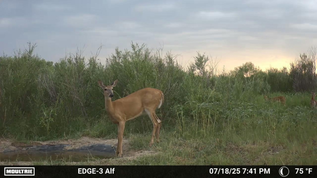 Tested True: Moultrie Edge Pro 3