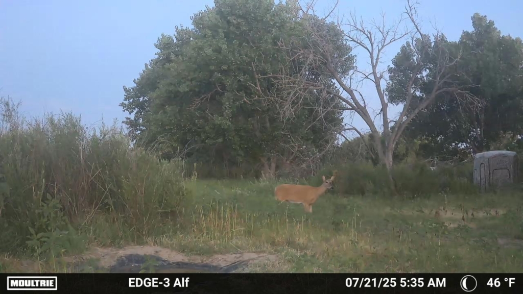 Tested True: Moultrie Edge Pro 3
