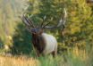 Early Season Elk Hunting Gear