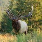 Early Season Elk Hunting Gear