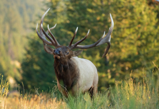 Early Season Elk Hunting Gear