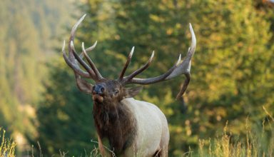 Early Season Elk Hunting Gear