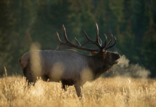 The Best Archery Elk Hunt Of My Life