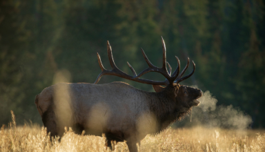 The Best Archery Elk Hunt Of My Life