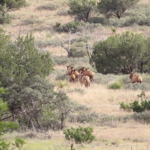 Four First Week Tactics For Archery Elk