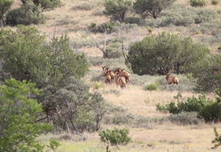 Four First Week Tactics For Archery Elk
