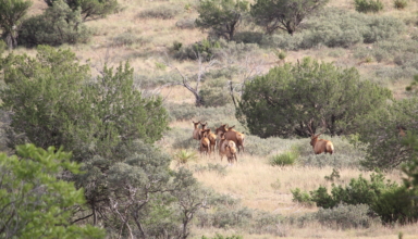 Four First Week Tactics For Archery Elk