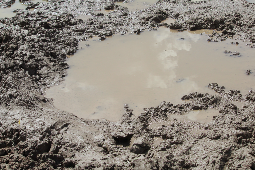 Four First Week Tactics For Archery Elk