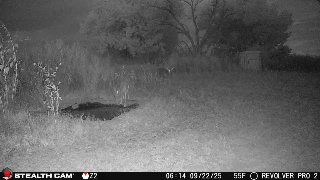 Two Stellar Stealth Cam Options