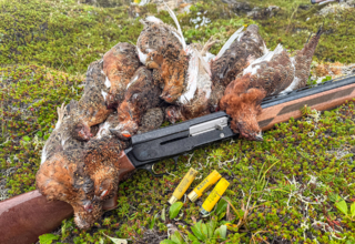 Ptarmigan Hunting With Browning's A5 20 Gauge