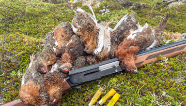 Ptarmigan Hunting With Browning's A5 20 Gauge