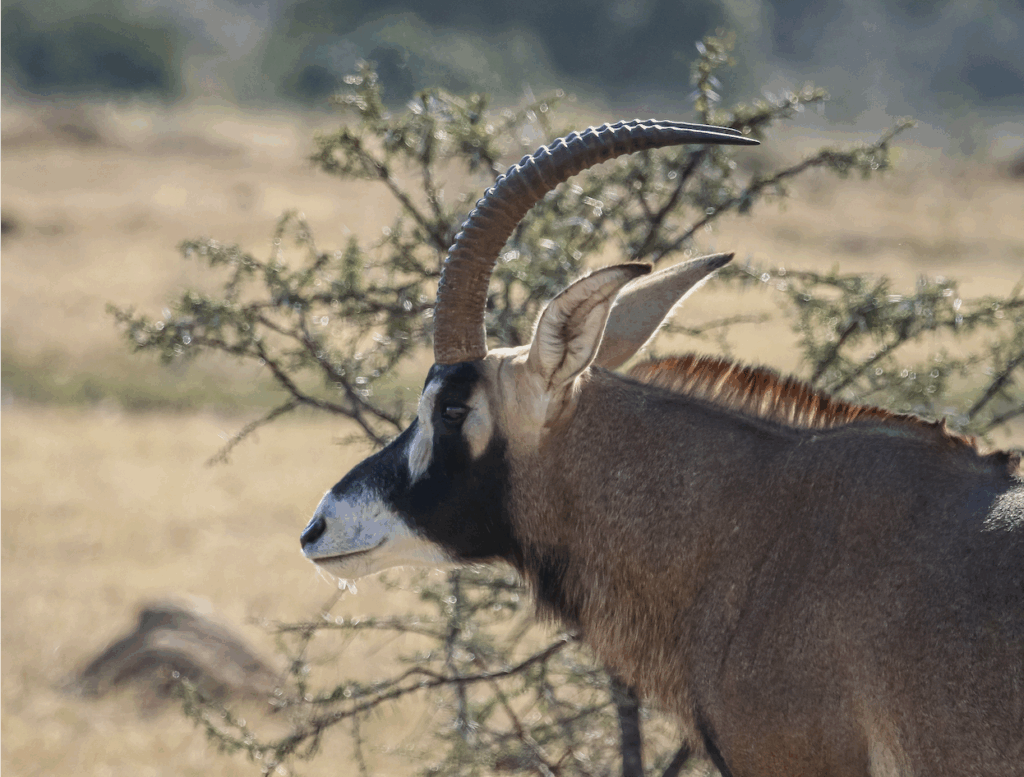 Sable & Roan: The Pinnacles Of Plains Game