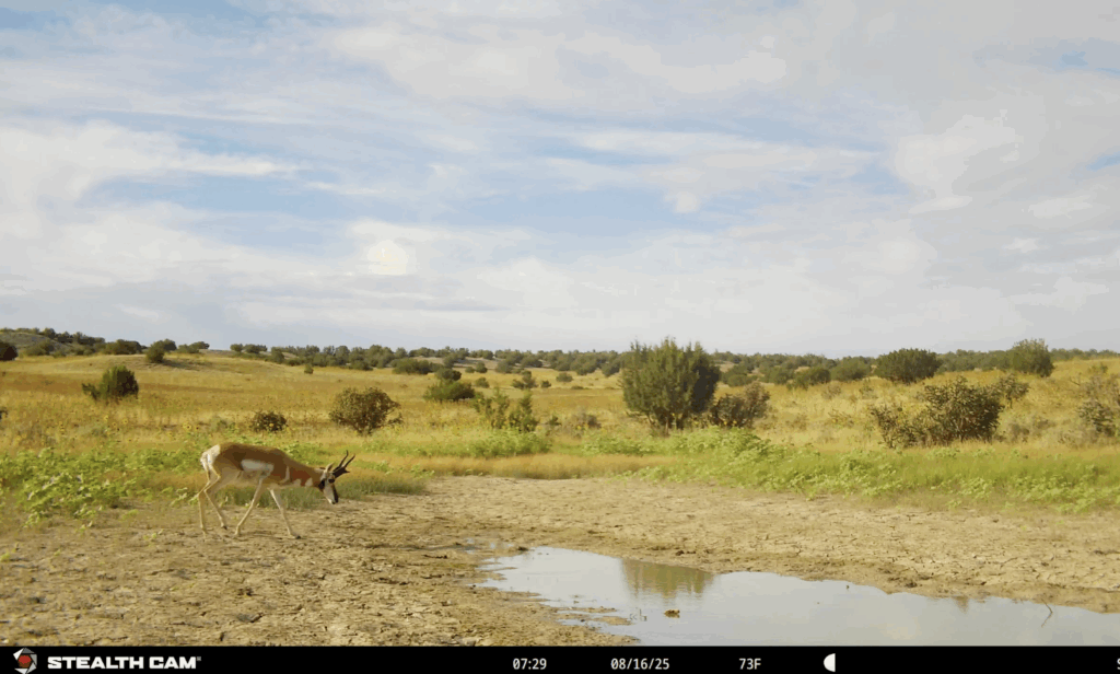 Two Stellar Stealth Cam Options