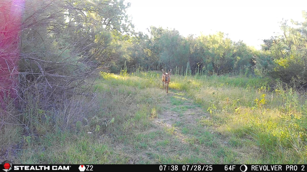 Two Stellar Stealth Cam Options