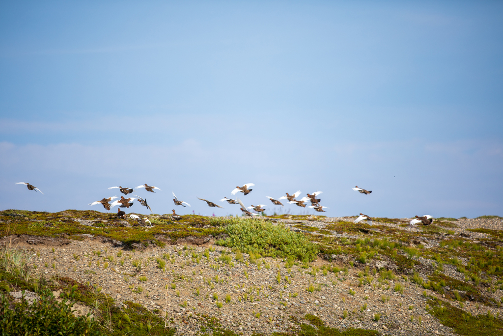 Ptarmigan Hunting With Browning's A5 20 Gauge