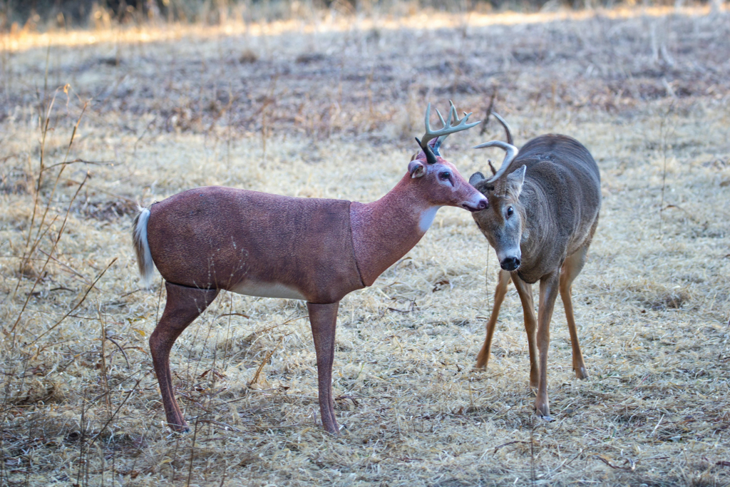 Five Ways To A Whitetail During October's Final Week