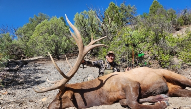 Fast & Furious Elk
