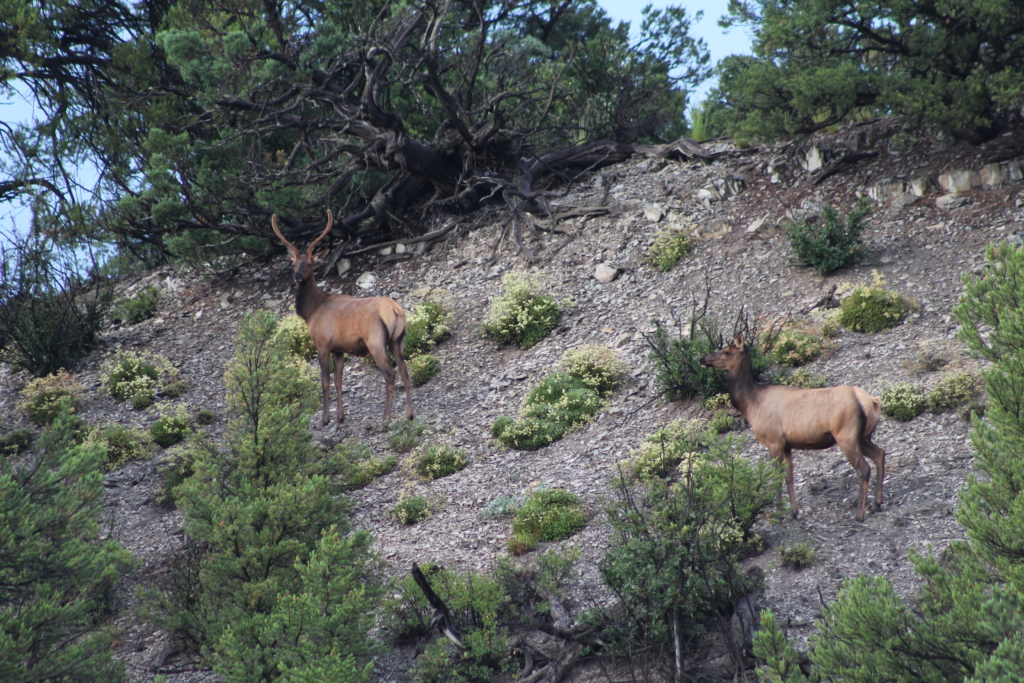 Fast & Furious Elk
