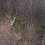Columbia Whitetail Deer Fever