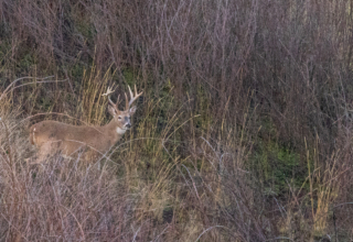 Columbia Whitetail Deer Fever