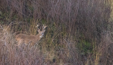 Columbia Whitetail Deer Fever
