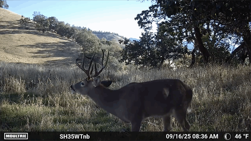 Columbia Whitetail Deer Fever