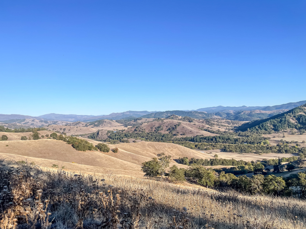 Columbia Whitetail Deer Fever