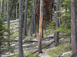 Tested True: Springfield Armory Model 2020 Boundary W/carbon Fiber Barrel